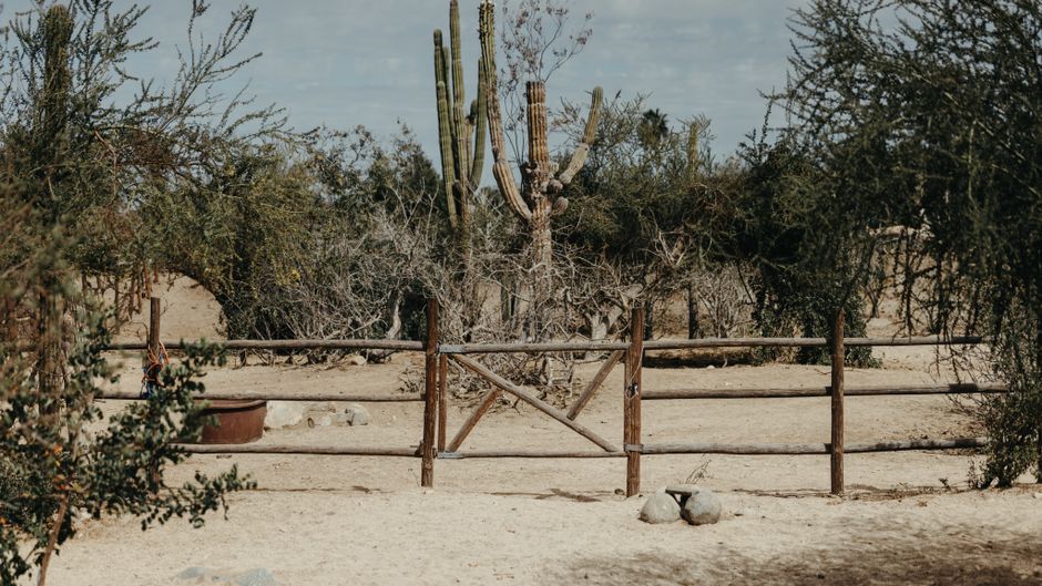 A serene desert landscape featuring a wooden fence and towering cacti under a clear sky.