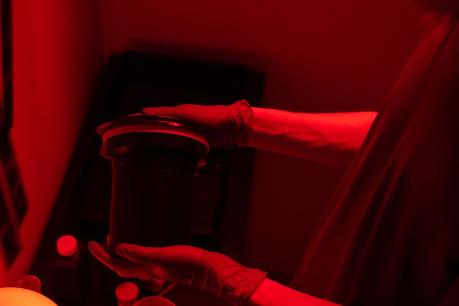 A photographer's hands carefully handling film in a red-lit darkroom.