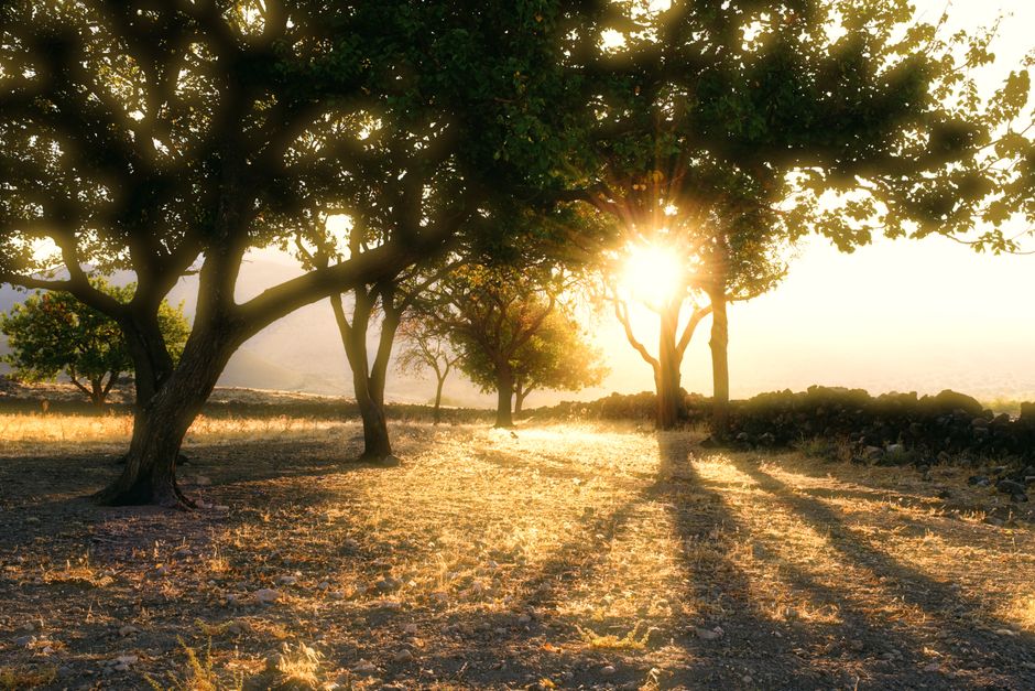 Captivating sunrise casting long shadows through a tranquil forest setting.