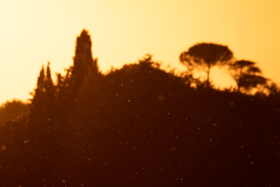 Silhouetted trees stand tall against a warm, golden sunset, creating a serene and tranquil scene.